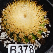 No rooting ！--Copiapoa cinerea-  Ariocarpus/Astrophytum asterias
