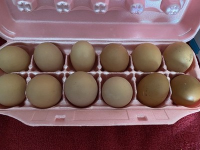12 Fertile Hatching BYM Brown Egg Layers