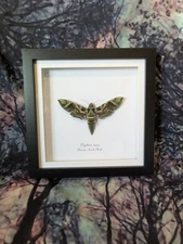 Oleander Hawkmoth (Daphnis nerii) Entomology shadow box frame 18cm moth insect