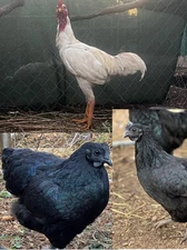 6 F1 Hybrid Hatching Eggs - Solid White Indio Gigante Rooster x Ayam Cemani Hens