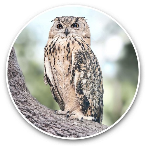 2 x Vinyl Stickers 20cm - Wild Owl Bird Nature Wildlife #46438 - 第 1/8 張圖片