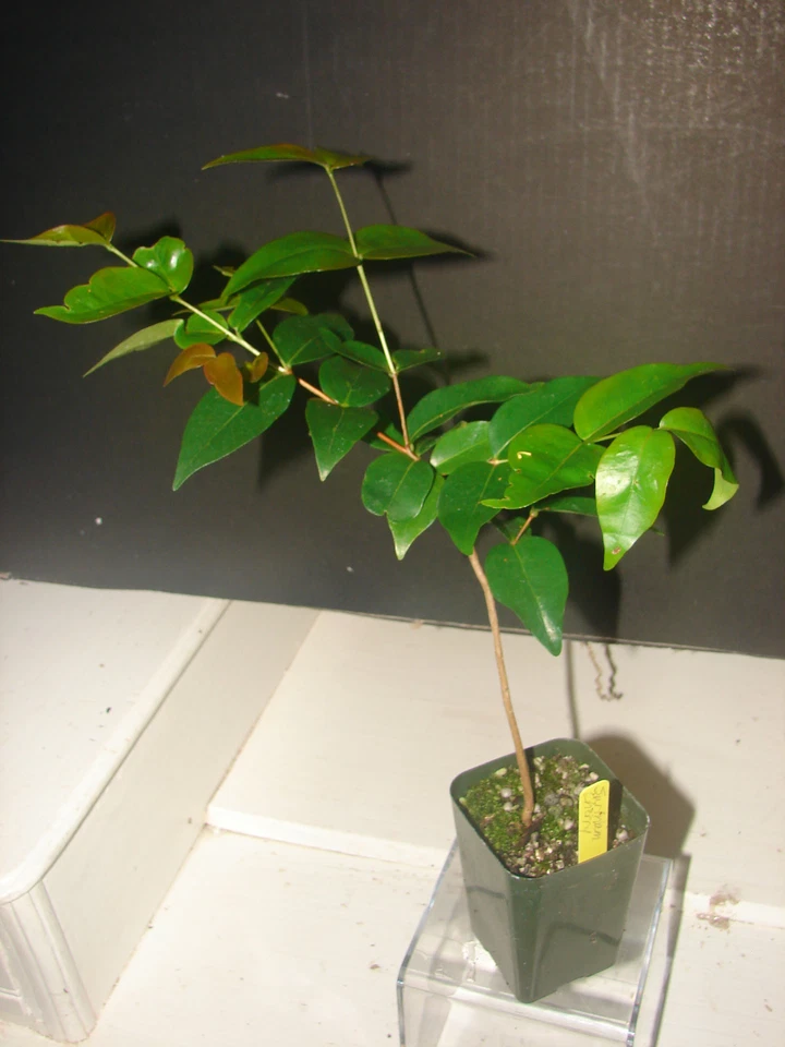 ~BLACK STAR~ Surinam Cherry Fruit Tree Eugenia uniflora LIVE STARTER small Plant - Image 4 of 4