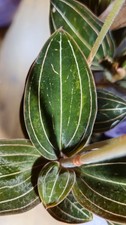 small Jewel Orchid Ludisia Discolor X 1  Cutting