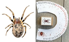 Playing Cards (Poker Deck 54 Cards) CREEPY SPIDERS Arachinds Nature Art 173