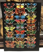 Victorian Die Cut Butterflies Ducklings Scraps Glued on Paper Double Sided L11
