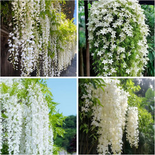 400 Climbing Weeping Jasmine Flower Seeds for Planting Four Seasons Fragrant