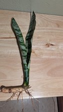 Snake Plant Cutting Unrooted Mother-In-Law Tongue Stem Live 12"-16" sansevieria