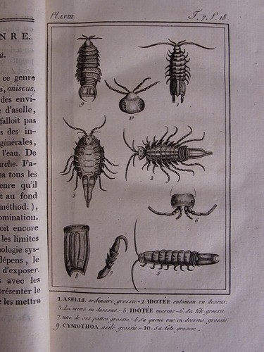 Histoire naturelle, générale et particuliere, des crustacés et des insect 101097 - Picture 2 of 4