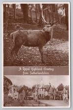 RPPC Loch More Lodge Sutherland Stag Deer 1950 J.B. White Real Photo Scotland