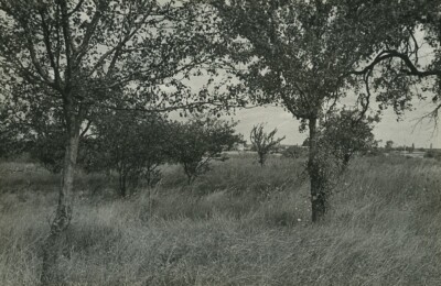 Frankreich Loiret Landschaft Bäume künstlerische Studie altes Foto Huet 1970