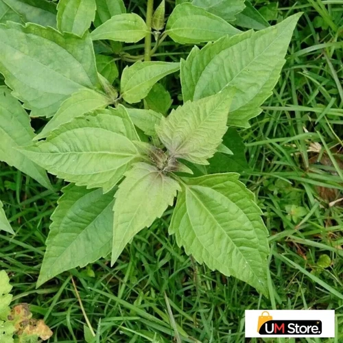 Freshly Dried Mexican Dream Herb Calea Zacatechichi Herbal Tea Lucid Dream Help