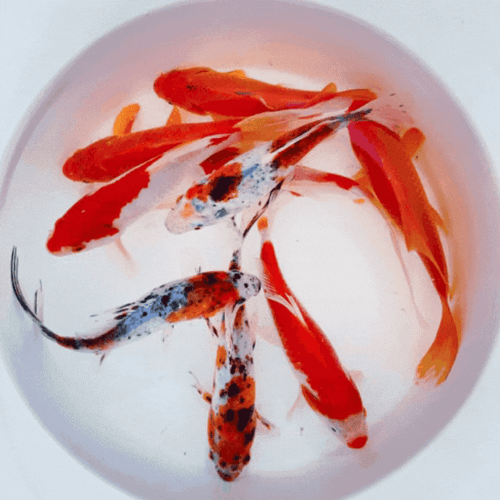 Goldfish Pond Pack #1 For Sale - Includes Live Shubunkin, Sarasa Comets & Common - Picture 5 of 14