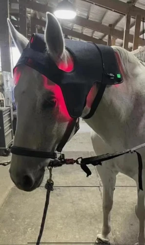 660nm 850nm LED Pferd Rotlichttherapiegerät Lichttherapie Halstuch für Pferdekopf - Bild 4 von 8