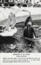 RPPC Marineland Redondo Beach Bubbles Whale Feeding Aquarium Photo Postcard F47