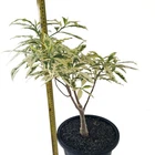 Adansonia za variegated grafted (F186) for sale by Little One Plant Nursery