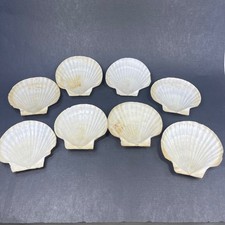 Lot 8 Large Natural Scallop Shells 5-6" Coastal Decor Crafts Coquille Baking