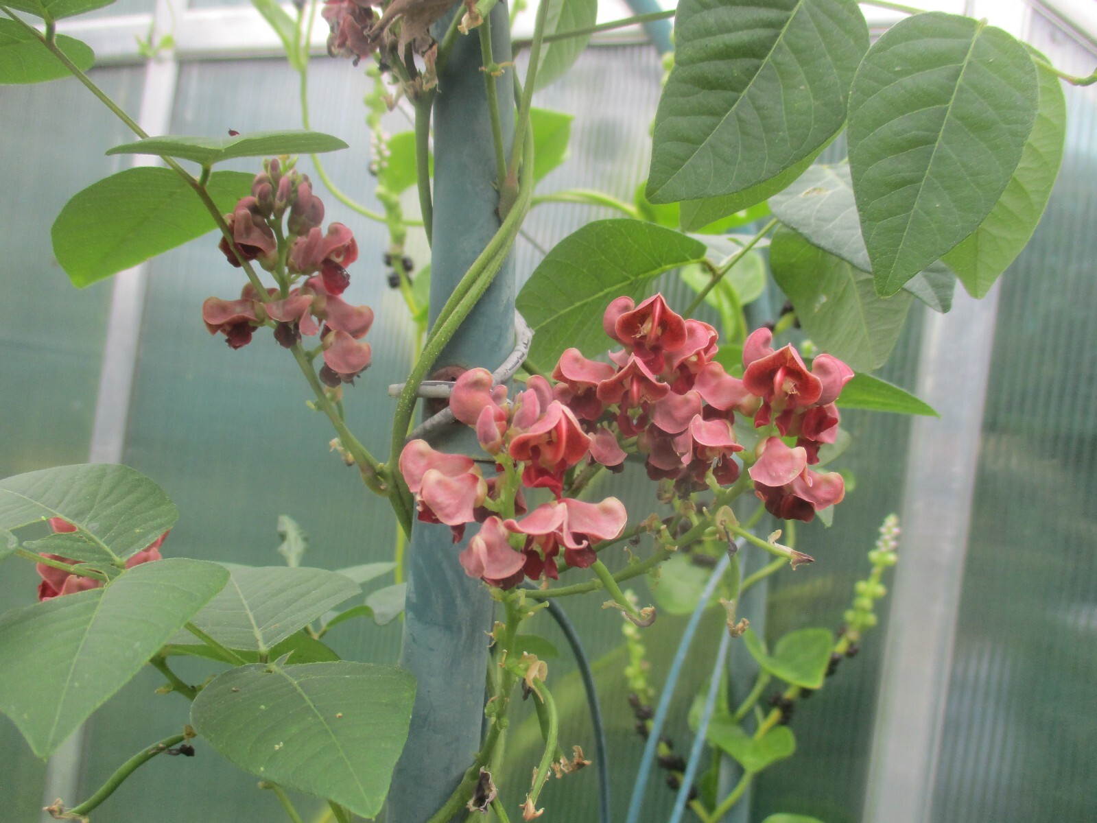 RARE! Apios americana GR/ American Potato Bean/ Groundnut Edible - 5