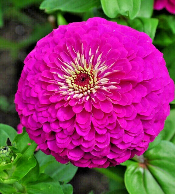 zinniApple　 Zinnia Purple Prince (Zinnia elegans) | Applewood Seed Company