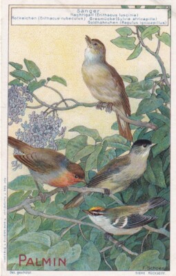 Palminöl (Deutschland) 1 Karte aus Serie 110 Singvögel #2 Sanger Nachtigall