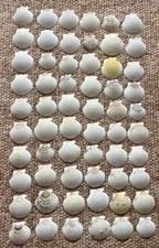 100PCS Scallop Shells 2 -3 Scallop Shells Bulk for Home or Crafting