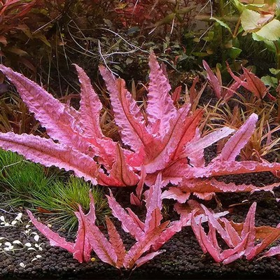 Cryptocoryne Flamingo - Rare Fresh Water Aquatic Plants（buy2get2 free limited）