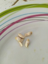 5 Graines Orange Bio