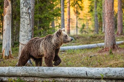 Wandbild: Wilder erwachsener Braunbär (Ursus Arctos) im Sommerwald. Grüner [...]