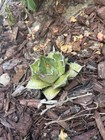 Agave titanota Triceratops — photo 2