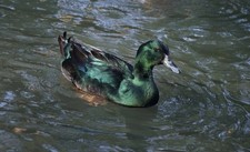 5 Black East Indies Duck Hatching Eggs NPIP/AI certified