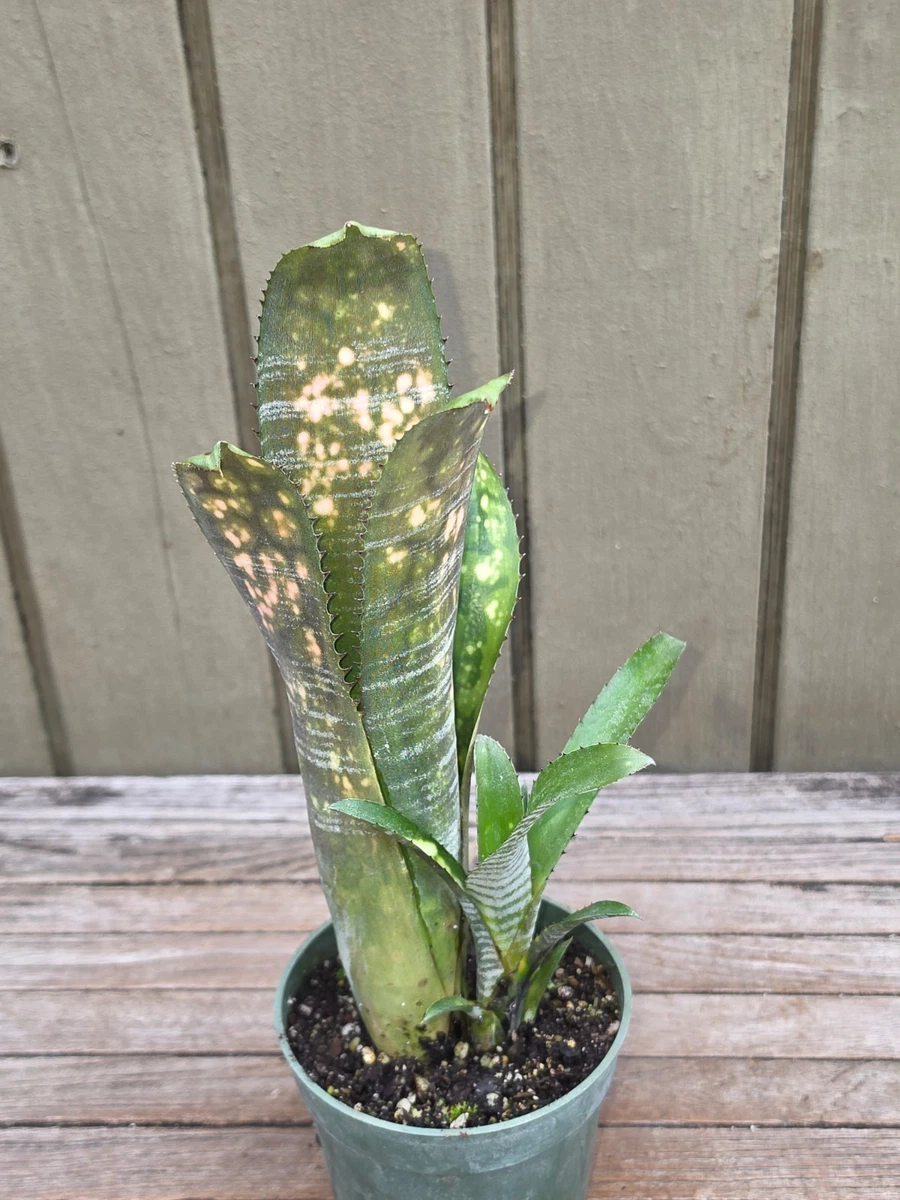 Billbergia for sale - eBay