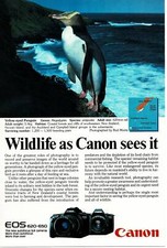 1988 Canon EOS 620 650 Camera Yellow-Eyed Penguin Vintage Print Ad