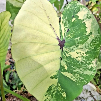 Colocasia Bulb White Pharaoh Tuber Elephant Ears New Hybrid From Thailand