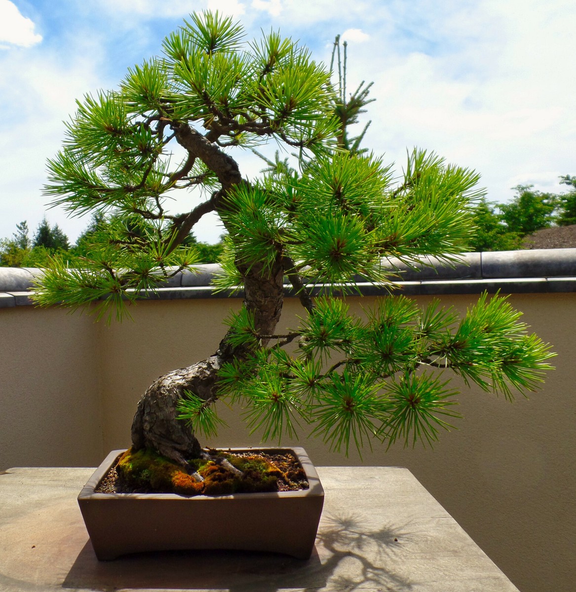 Austrian Pine Pinus nigra- 5-8 in potted tree -Landscape,Christmas Tree,  Bonsai | eBay