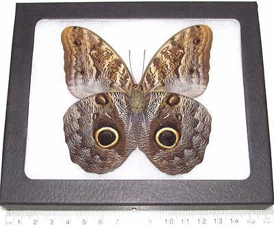 Caligo memnon REAL PERUVIAN OWL EYE FRAMED BUTTERFLY INSECT