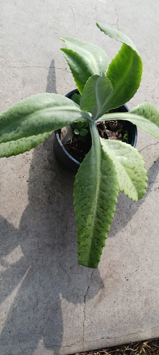 Kalanchoe Gastonis Bonnieri Live Plant - 'Donkey Ears' Rare Succulent  Exotic Plants Live