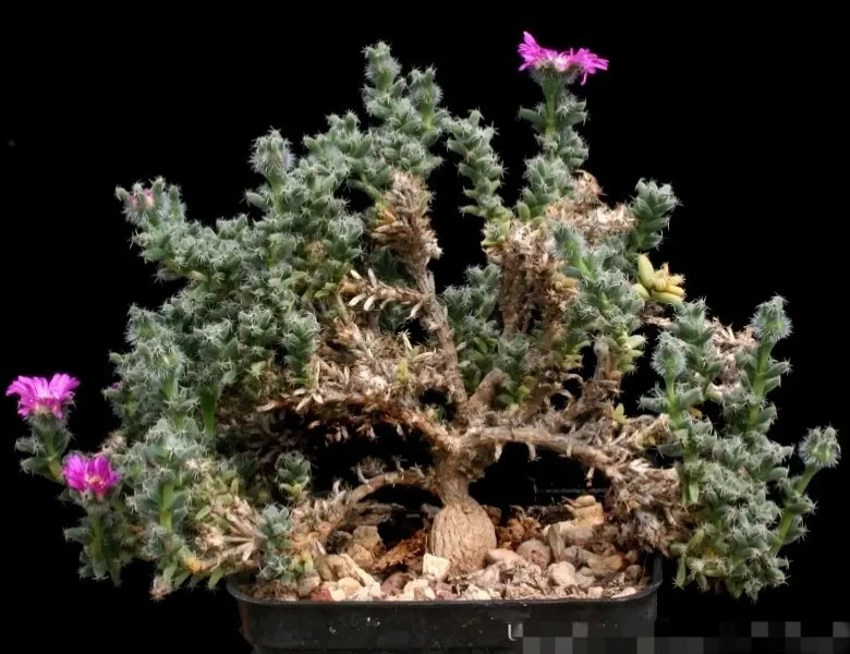 Mesembryanthemum bulbosum nice Succulent plant