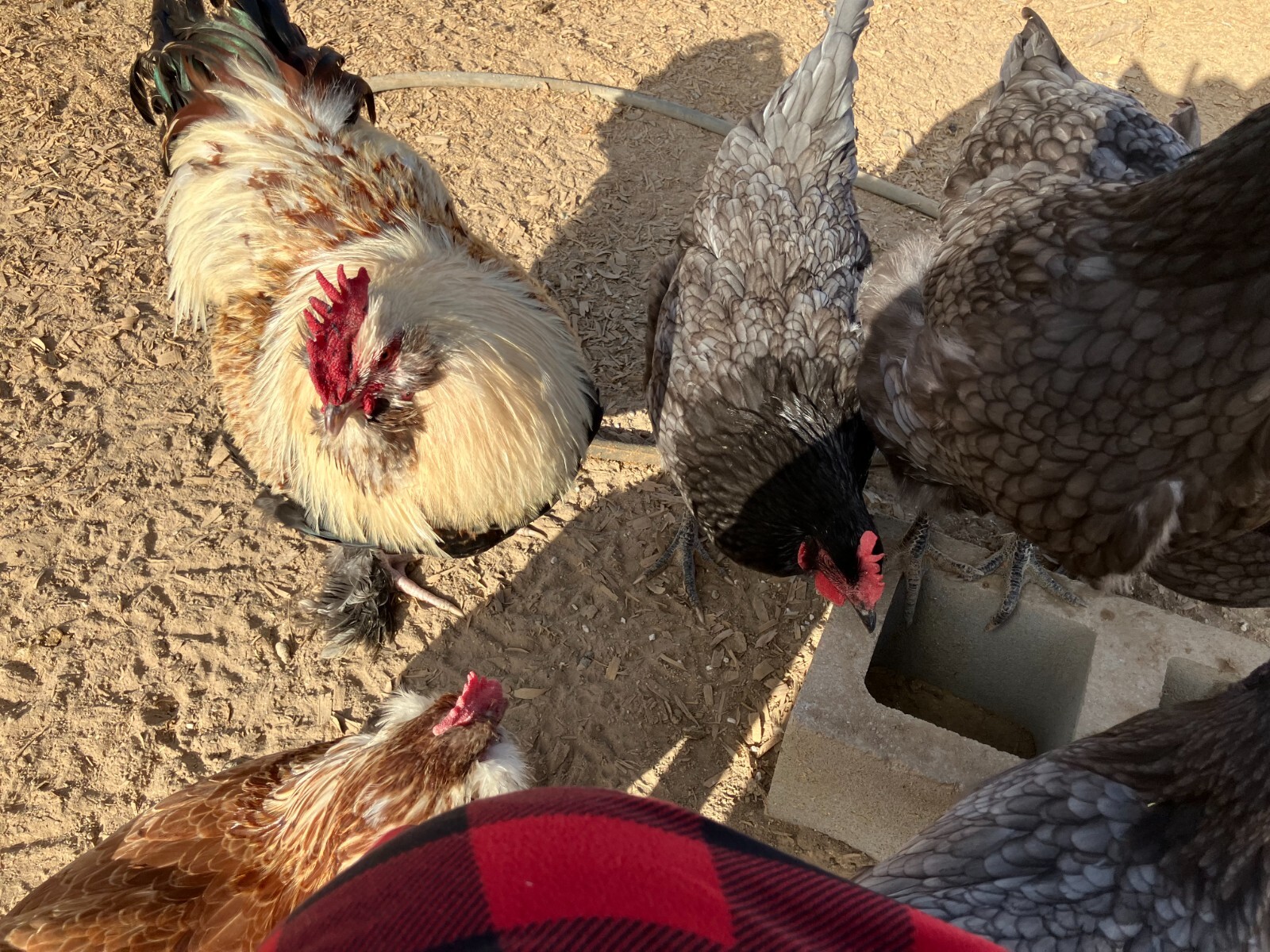 6 fertile barnyard mix hatching eggs (Salmon Faverolle + Sapphire Gem