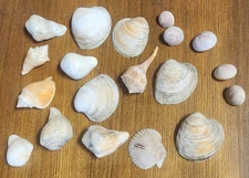 Lot of 17 Sea Shells- Various Types and Sizes Crafts Collections Seashell