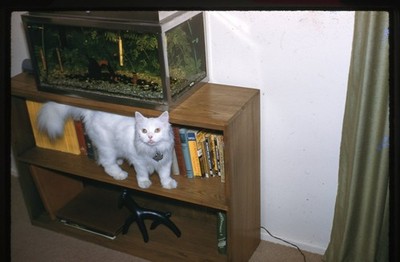 1961 Kodachrome Slide Fluffy White Cat Fish Aquarium Bookshelf Vintage Photo