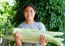 100+ Armenian Yard Long Cucumber Seeds - Non GMO - ORGANIC - HEIRLOOM -- FRESH