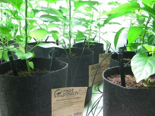 5 Root Pouch gris 12L poignées Pot Géotextile Smart grow guerilla jardin indoor - Bild 5 von 6