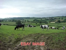 PHOTO  COWS IN HARDINGTON MANDEVILLE FIELDS OFF WIMBOROUGH LANE HARDINGTON MANDE