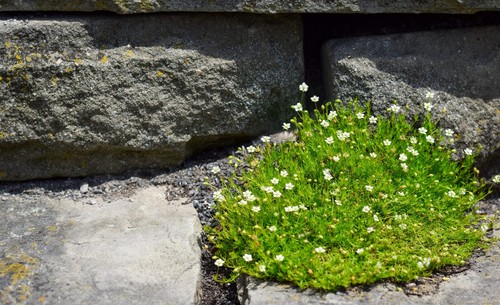 50 semillas de flores blancas de musgo irlandés cubierta vegetal perlata - Imagen 7 de 12