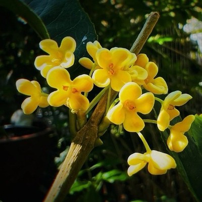 Osmanthus fragrans 'Fodingzhu' small Grafted Bonsai 佛顶珠桂花树盆景 6-8 in