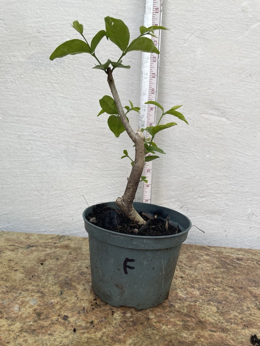 Wrightia religiosa, Water jasmine, Benth, Mok Plant for bonsai F | eBay