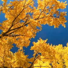 5 American Elm Native Seedling Bare Roots for Planting, 1-2 ft, Dormant in Winte