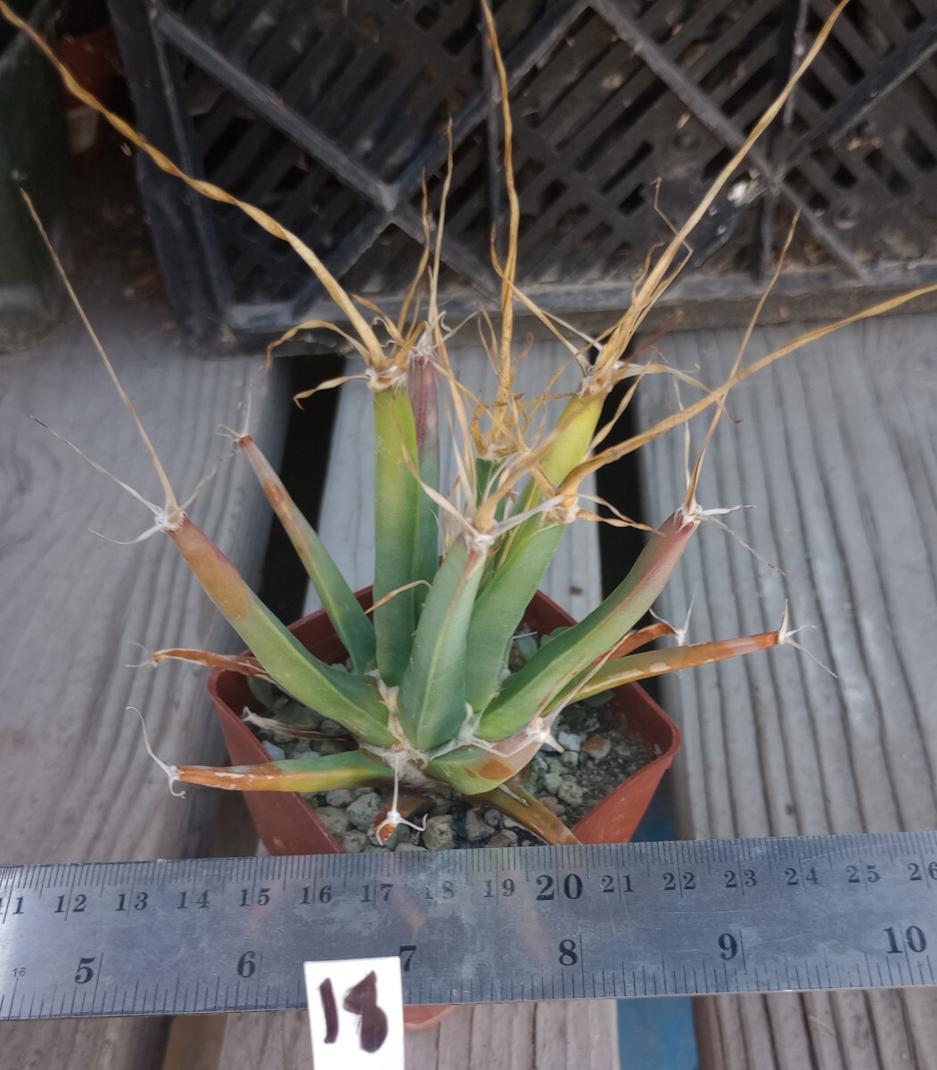 No.120 Agave \"緋紅牡丹\" × Incomplete pot X0344GR_720x.jpg?v=1614878609