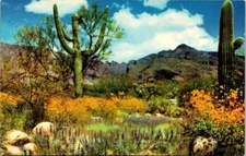 Vintage April In The Valley Of The Sun Cactus, Desert, Chrome Postcard