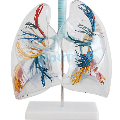 2X Life Size Professional Educational Clear Lung Segment Anatomy Medical Model