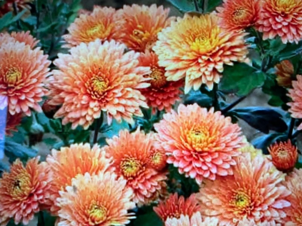 6 all different Chrysanthemum plug plants Good colour mix. sent Bare